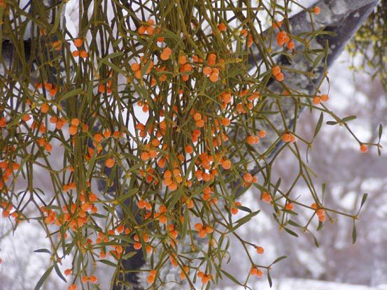 積雪5ｍの中でのブナ原生林へ　　(3)