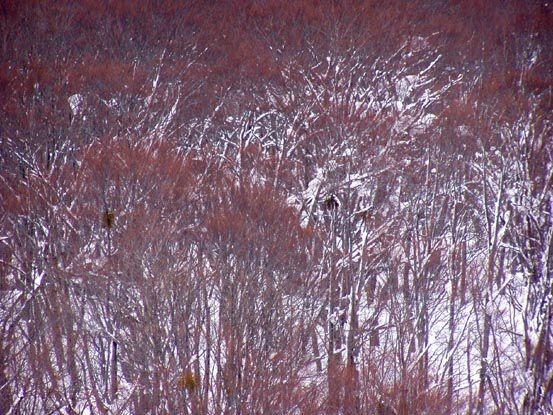 豪雪の中のブナ原生林へ　　(4)