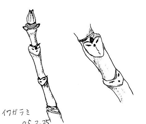 冬だからこその観察 (1)