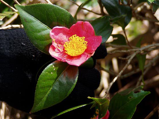 「日本国」と言う山へ　　(1)