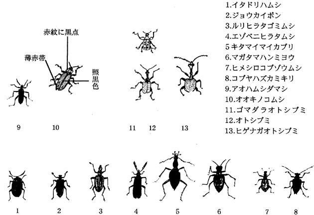 産卵：ハンミョウ