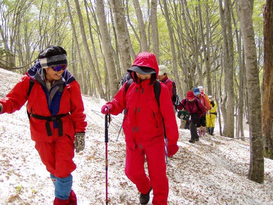 矮性ブナに挑戦