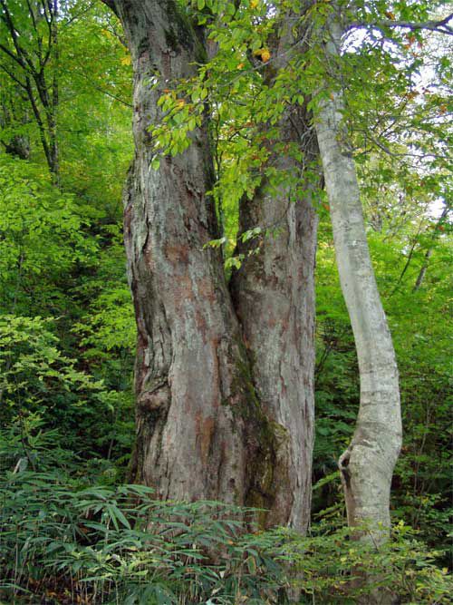 安住の地のトチの巨木 2