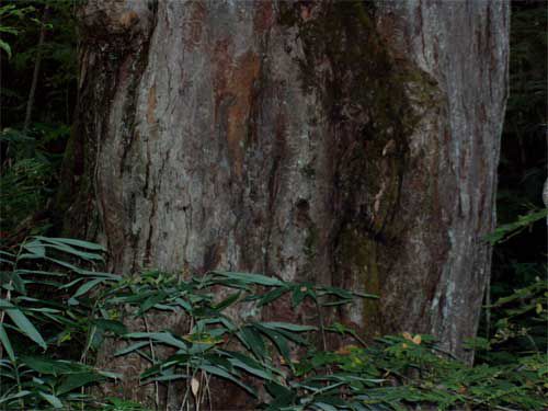 根回りのたくましさ 3