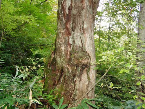 幹の模様人面に? 4