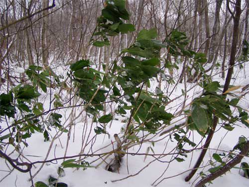 常緑樹 ヒメアオキ