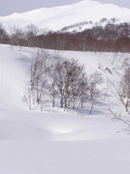 リュウキンカ広場 1