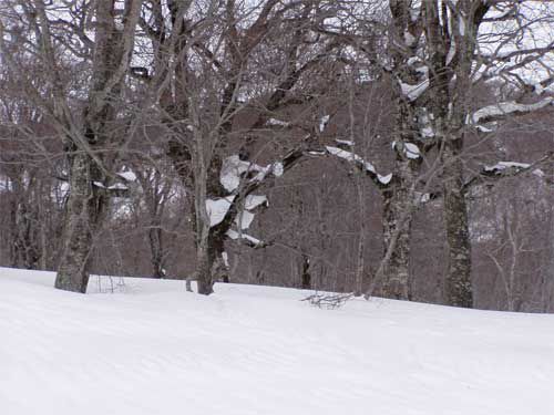 カワクルミ周辺 1