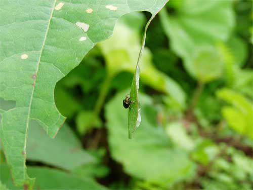 カシルリオトシブミ奮闘 1