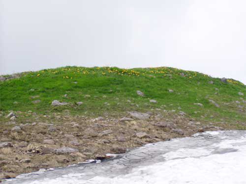 ニッコウキスゲ 1