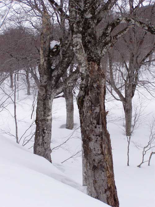 季節風の中のブナ 1