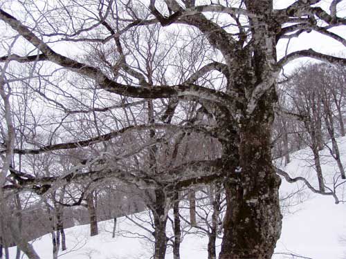 季節風の中のブナ 2