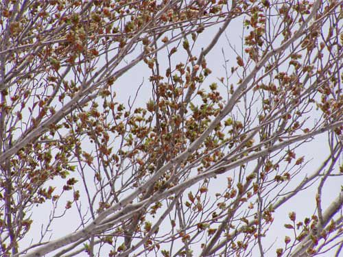 博物園オープン