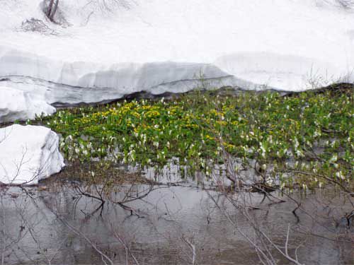 リュウキンカ広場 1