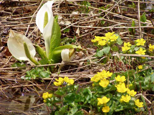 ミズバショウと 1