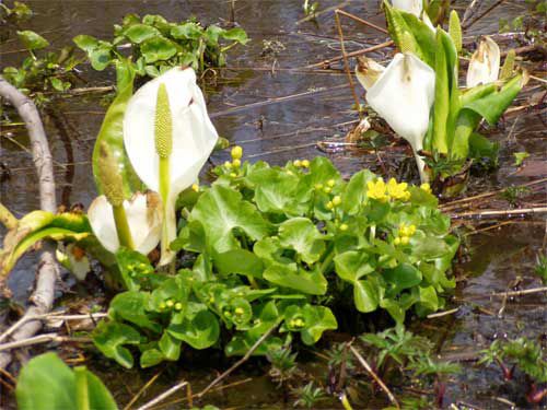 ミズバショウと 2