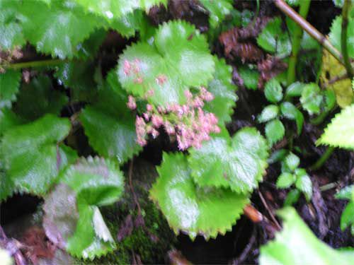 渓流沿いの植物 2