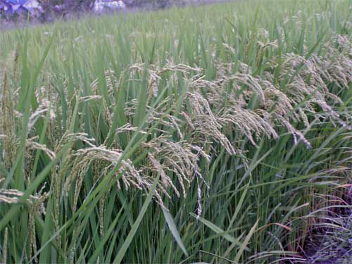 稲穂