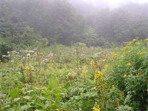 リュウキンカ広場 1