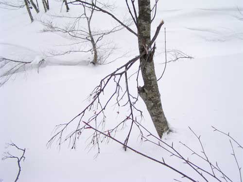 クマの必死さ 2