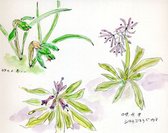 ショウジョウバカマ スケッチ