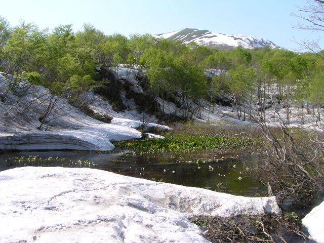 リュウキンカ広場 1