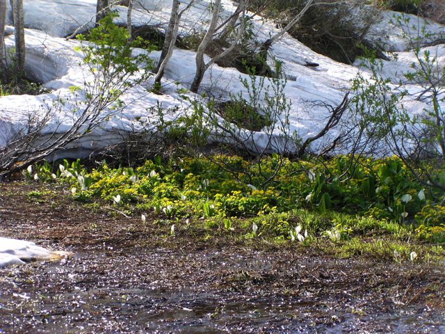 皮松谷地の南東側 2