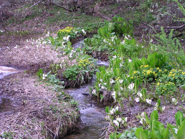 せせらぎとリュウキンカ