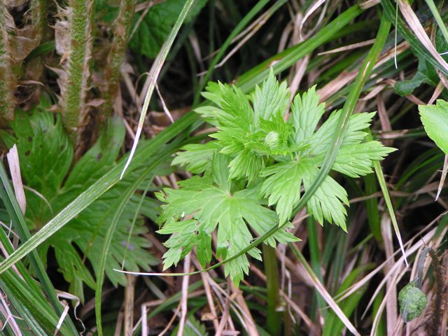 ガッサントリカブト