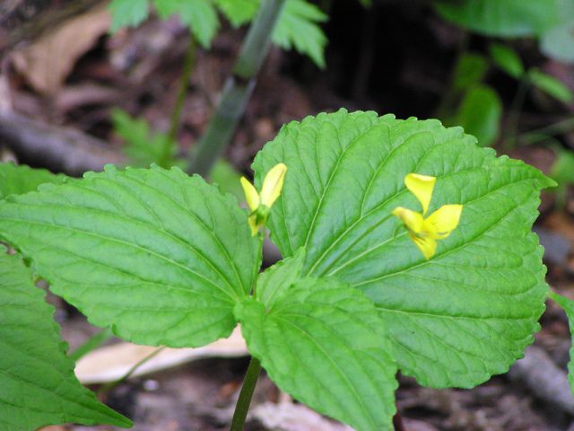 オオバキスミレ