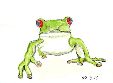 モリアオガエル 1