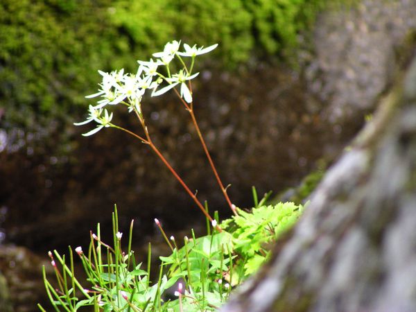 ダイモンジソウ 2