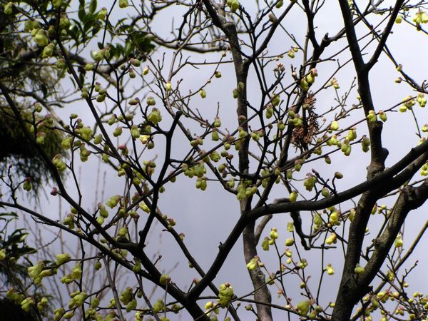 ヒュウガミズキ