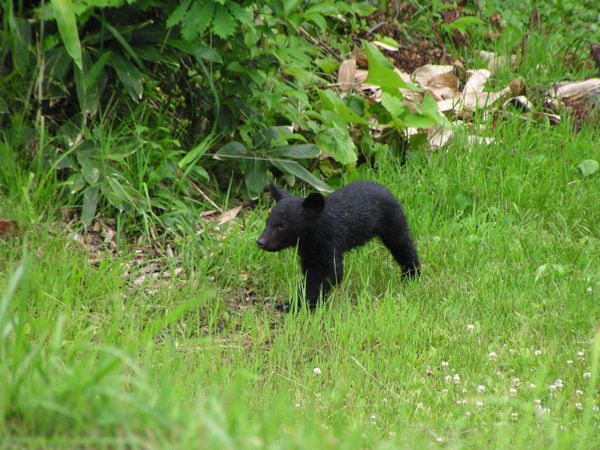 小熊に会いました