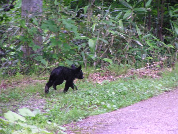 小熊に会いました 2