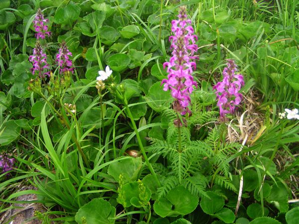 金姥稜線のヨツバシオガマ