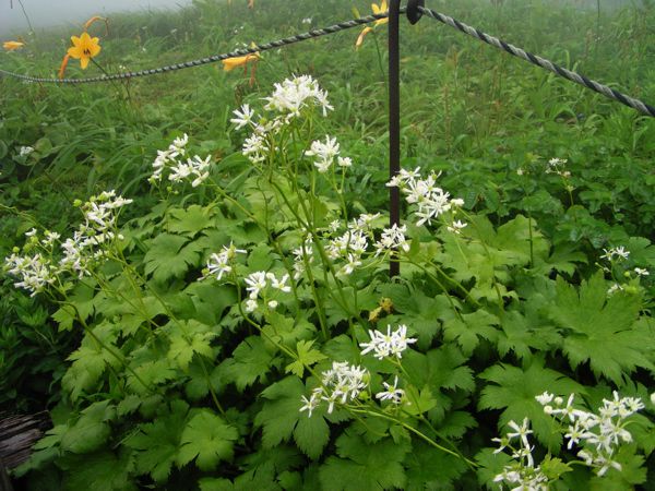 モミジカラマツ