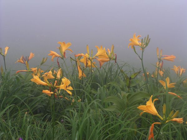 アップしてニッコウキスゲ