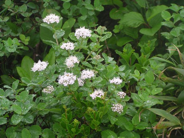 マルバシモツケ