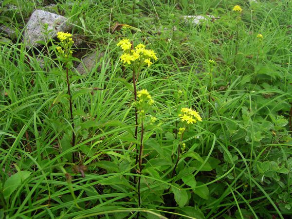 アキノキリンソウ