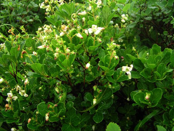 ミヤマホツツジ