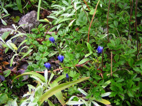 ミヤマリンドウ蕾