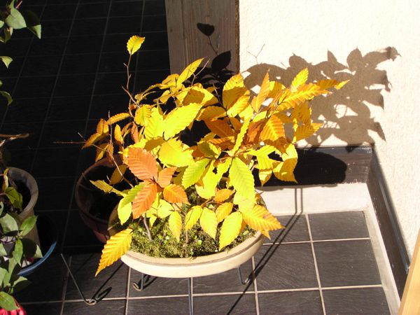 我が家の秋 ブナ