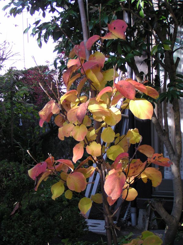 我が家の秋 2 ムシカリ