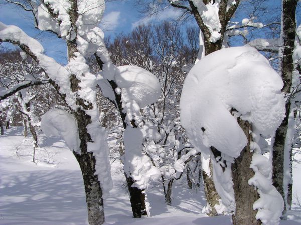 ブナの巨木が低く見えます