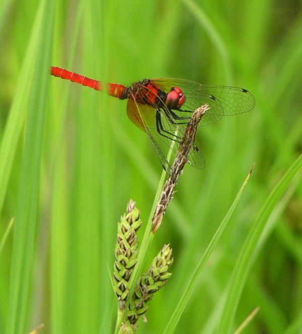 ハッチョウトンボ 1