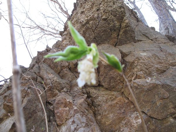アカミノヒョウタンボク