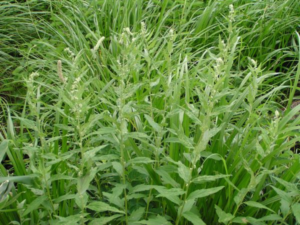 ヒトツバヨモギ