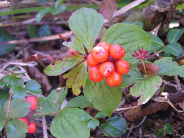 ゴゼンタチバナの実