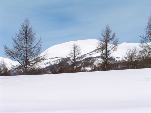 ここまで人工林